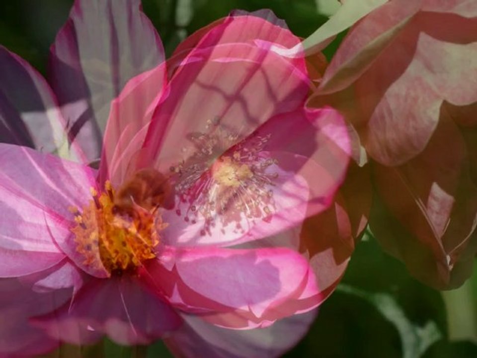 blumen2