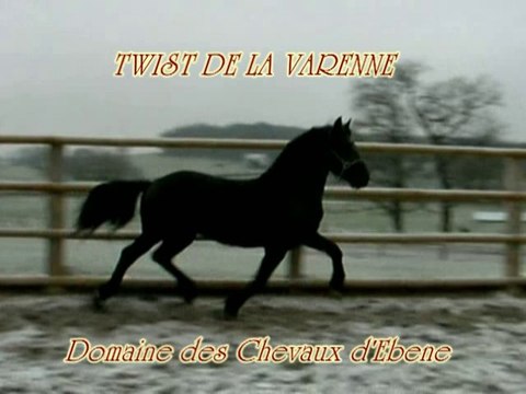 Twist de la varenne, cheval arabo-frison en liberté