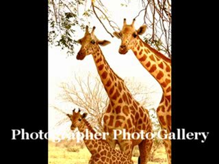 Giraffe Family Photos [Giraffe Family Photo]