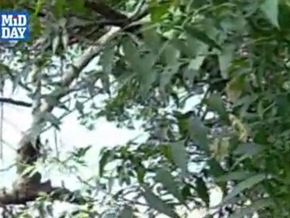 Nature lovers' treat at Elephanta Island