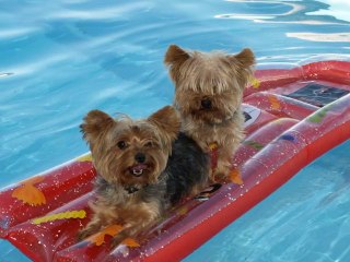 Residencia Canina El Nido Madrid Toledo