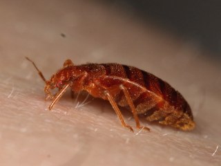 How to know if you have bedbugs