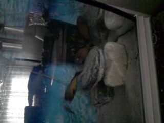 F0 İlani yellow çiftleşme anı