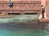 Atlantis feeding sharks #2, Paradise Island Bahamas