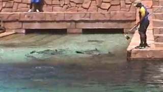 Atlantis feeding sharks #2, Paradise Island Bahamas