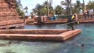 Shark feed #3, Atlantis, Paradise Island Bahamas