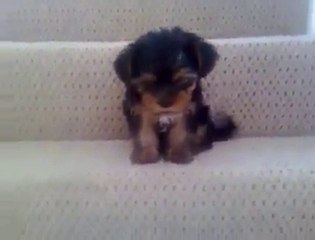 biri şunu merdivenden indirsin