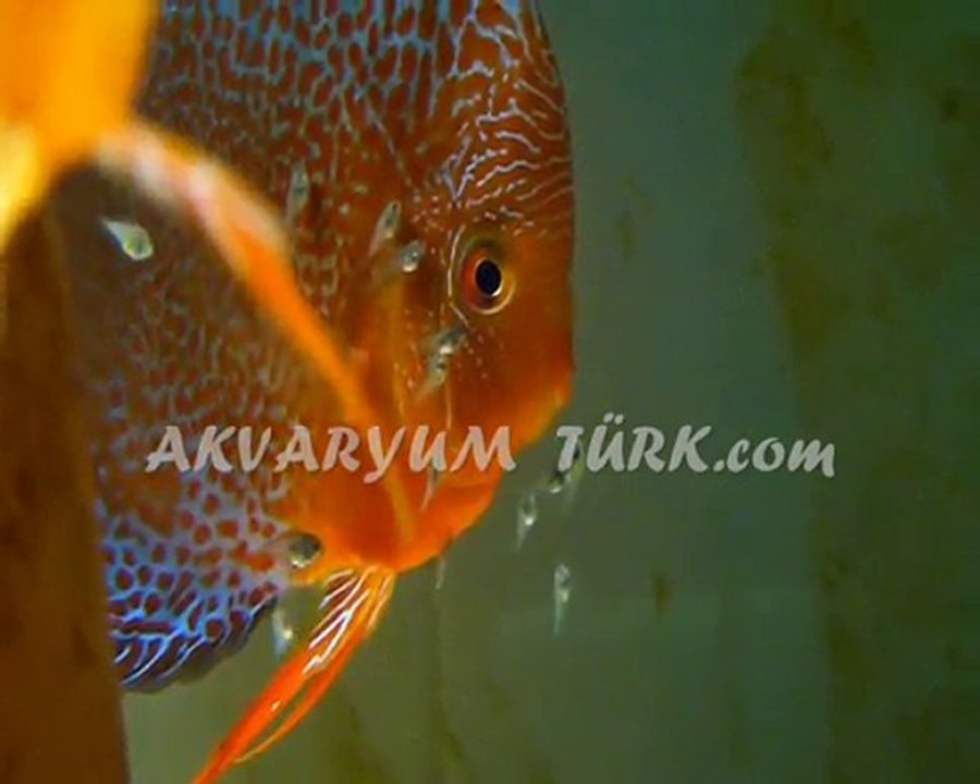 LSS DISCUS YAVRULARI 2010