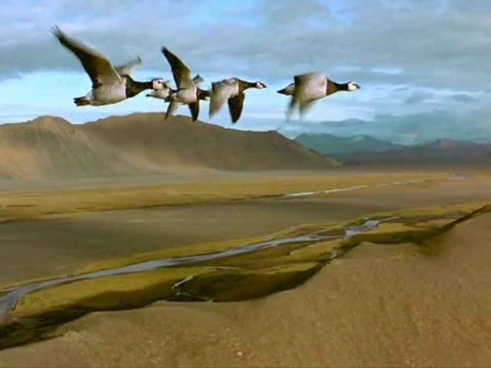 Путешествие с птицами