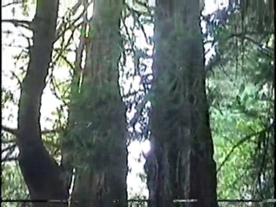 Muir Woods part 1.  San Francisco