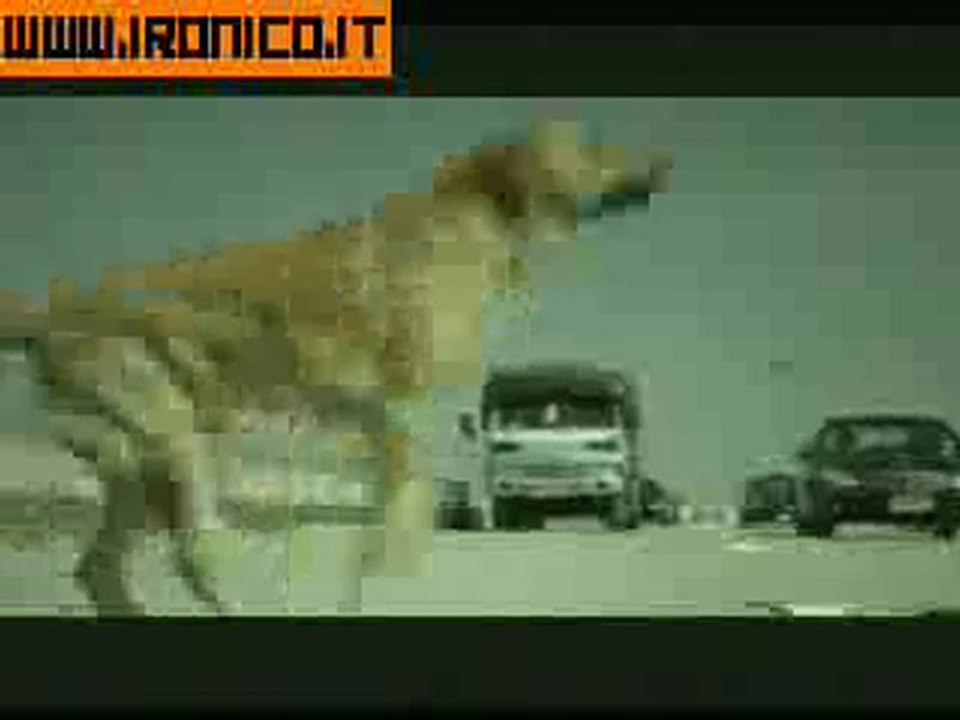 tradidog