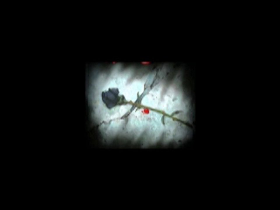 LUMINELLA SOARES   FREMDE ERDE NUR DIE LIEBE