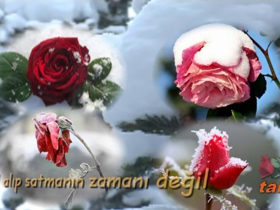 Asan bilir - www.tahapinar.com