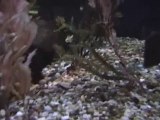 Lion fish, Seahorses at Audubon Aquarium of the Americas