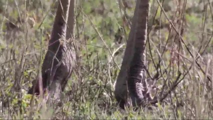 Çitaların Devekuşu Avı