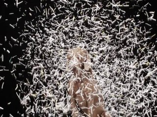 New William Wegman Photos