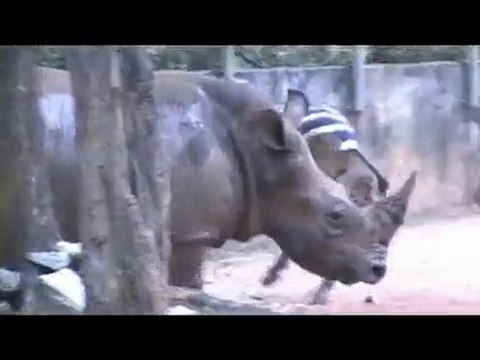 Зебра пристала к носорогу