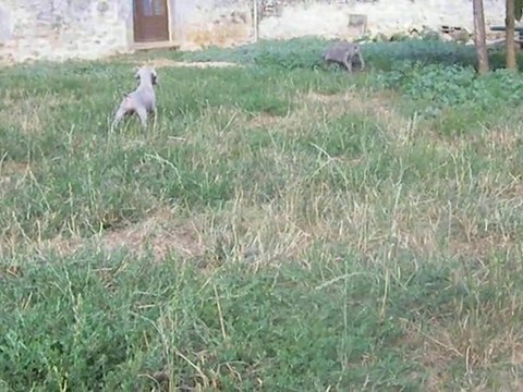 Flip, chiot Braque de Weimar