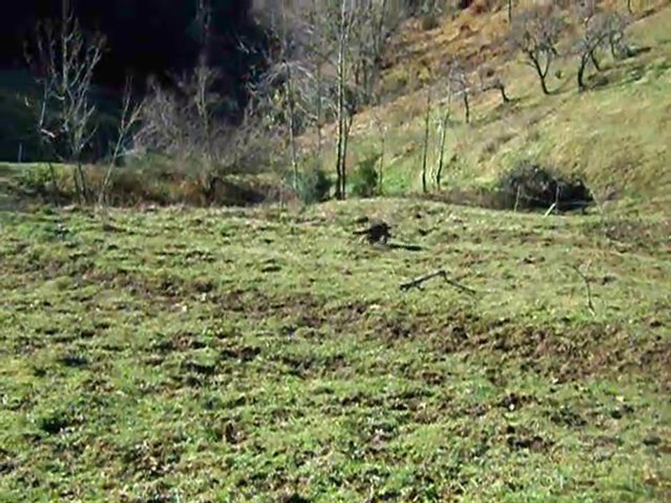 cueillette des pommes