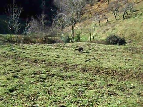 cueillette des pommes