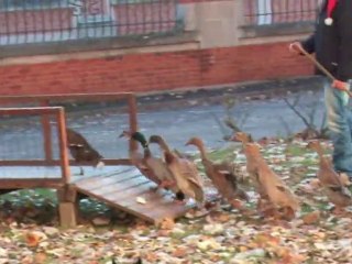 Cambrai : des chiens de troupeau en visite chez les séniors