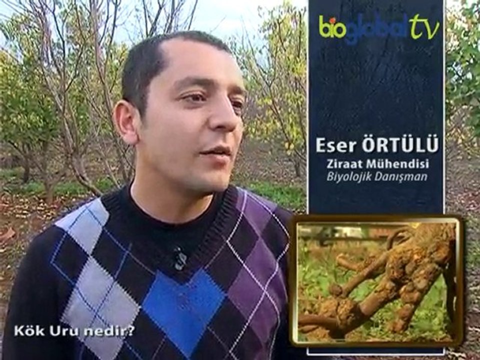 Kök Uru nedir?