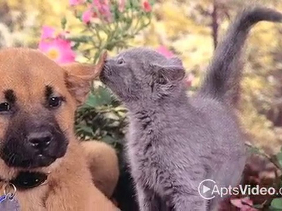 Sagebrook Apartments in Las Vegas, NV - ForRent.com