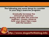 Dog Arthritis Treatment: Physical Therapy with Hip Dysplasia