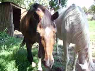 Quiss au pré qui mange une carotte