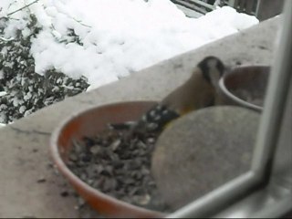 Les oiseaux du jardin