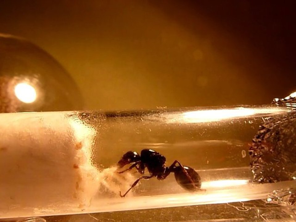 Messor barbarus VS coton