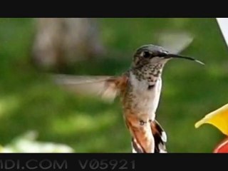 Colibrì movimento rallentato HD - Hummingbird slowmotion HD