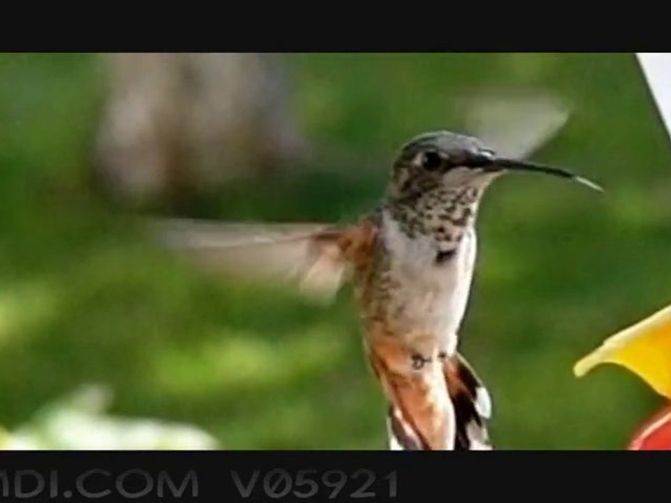Colibrì movimento rallentato HD - Hummingbird slowmotion HD