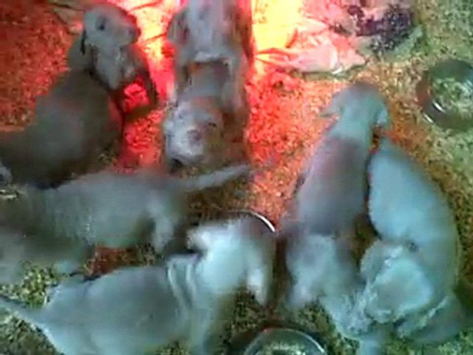 VID 00014-20101217-1346