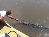 Swamp tour feeding alligators, west of New Orleans