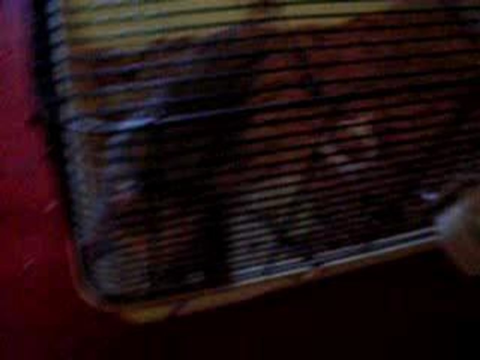 ZE RAT -chez tekoo.1