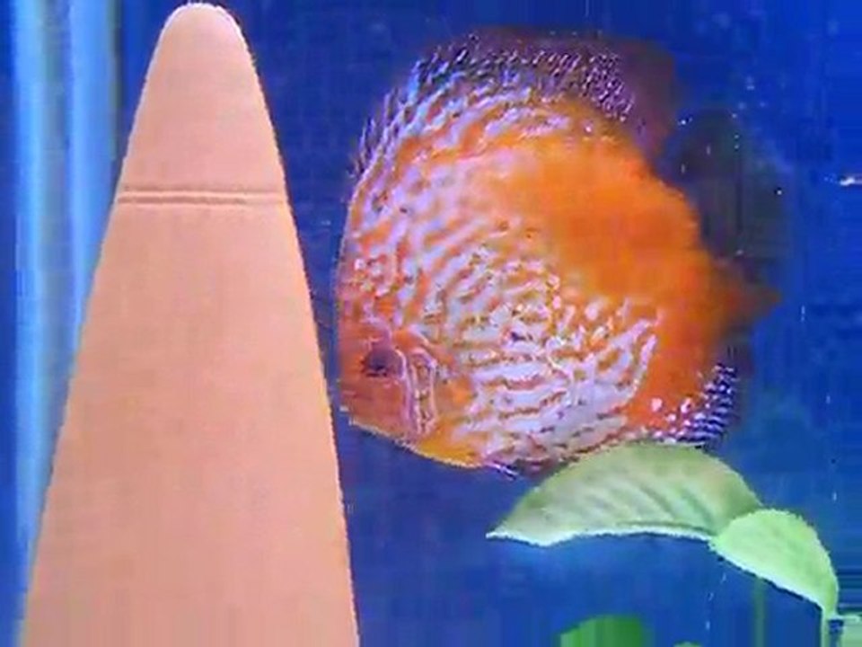 discus hakan yüksel