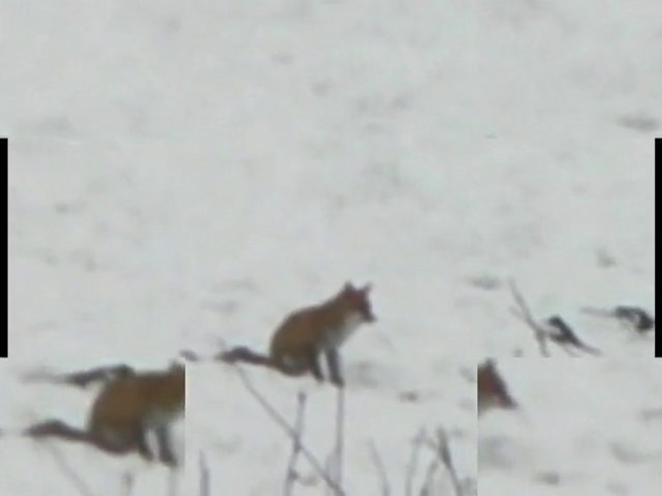 renard et pies