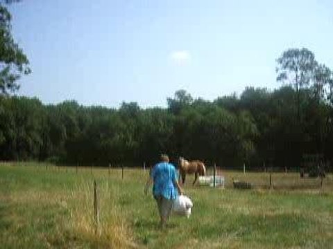 Arrivée chez les chevaux
