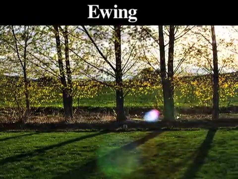 Tree Stump Removal | Stump Grinding | Ewing-Lambertsville-T