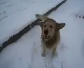 5'e Kadar Saymayı Bilen Köpek | TARÇIN