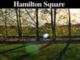 Tree Stump Removal | Stump Grinding | Hamilton-Hamilton Squ