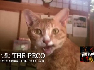 【Japanese Punkrock】THE PECO-Flower （ 花 hana ）