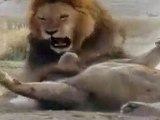 Erkek aslanların kavgası izle