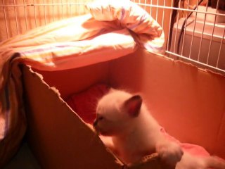 les petites de Bisou qui s amuses