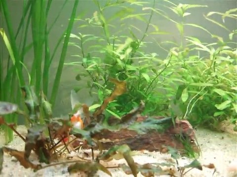 poissons rouge ( japonais) Decembre 2010