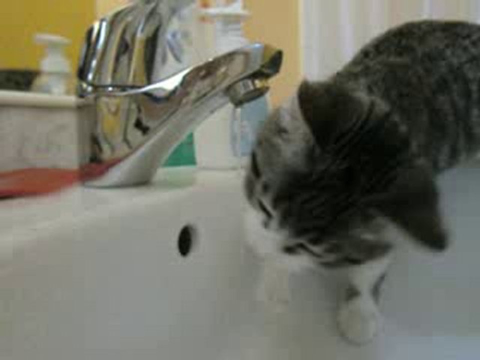Drinking cat