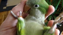 Monniksparkiet Babyvogel