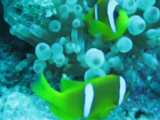 Sharm El-Sheikh 2010