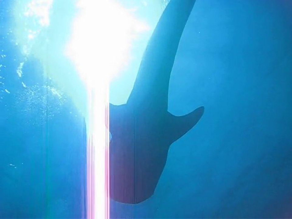 Requin Baleine Maldives